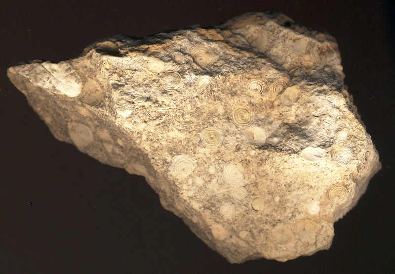 Richiesta identificazione fossile...